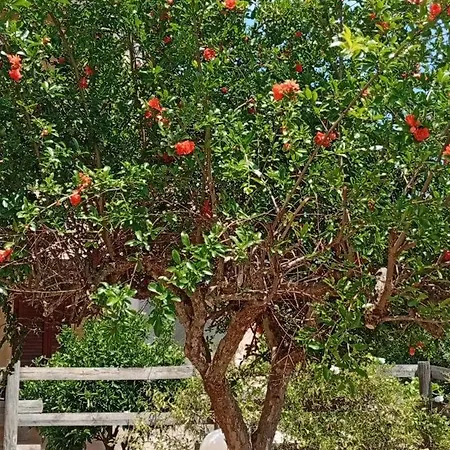 Autunno In Sardegna Olia Speciosa A 5 Min Dal Mare Di Costa Rei Castiadas